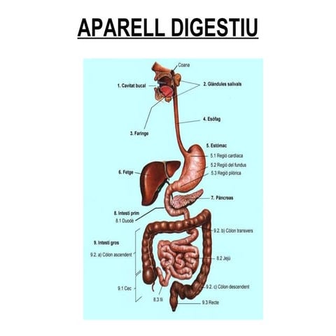 Digestió | PPT