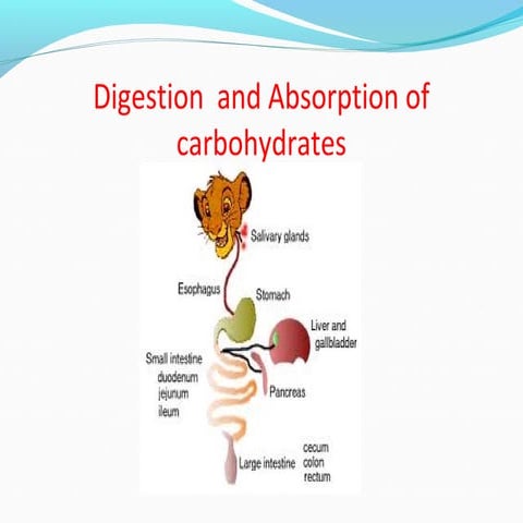 Digestion glycolysis