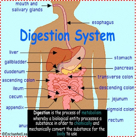 Digestion System Hinojosa
