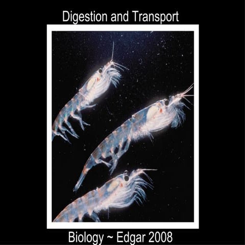 Biology: Digestion Transport And Excretion