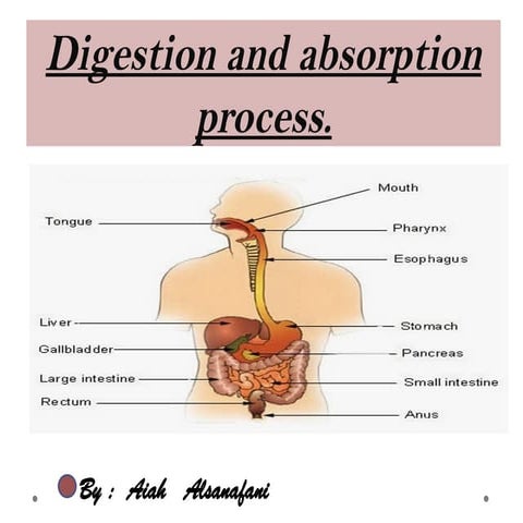 digestion and absorption process physiological.pptx