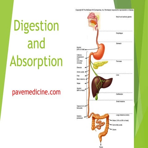 Digestion and absorption review k&m chapter1