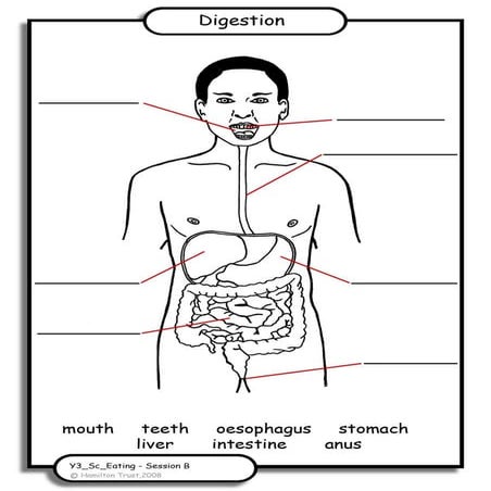 Digestion diagram