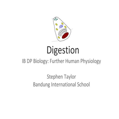 Digestion: Further Human Physiology