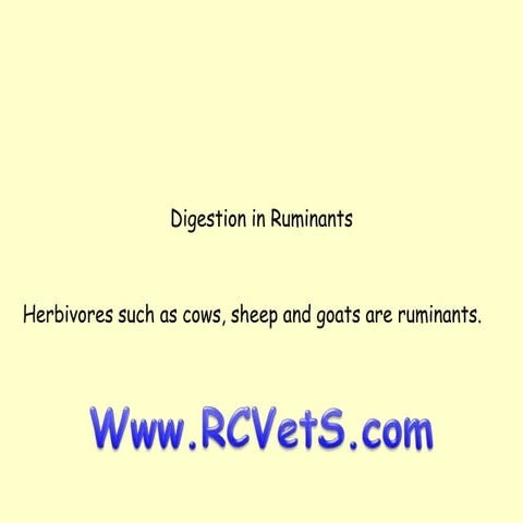 Digestion in Ruminants