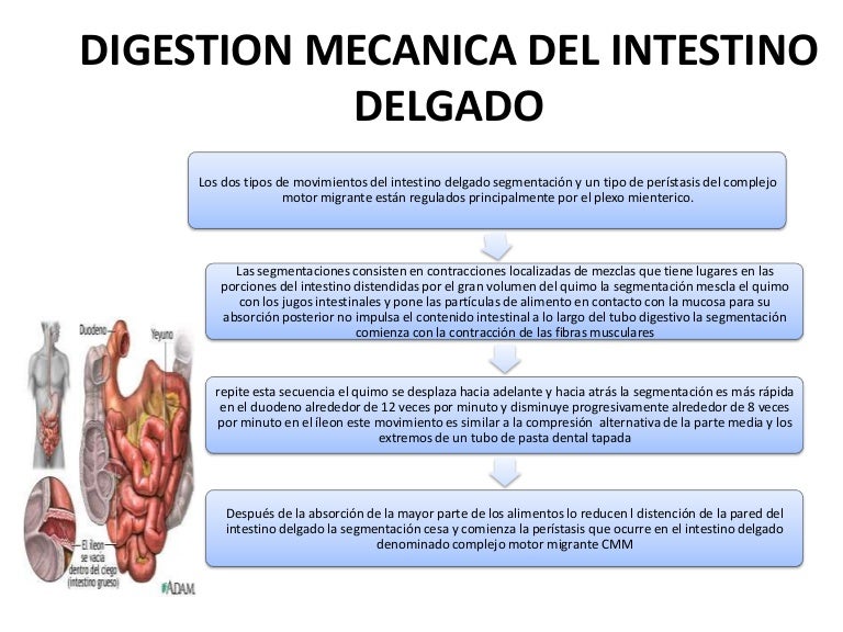 para qué nos sirve el intestino delgado