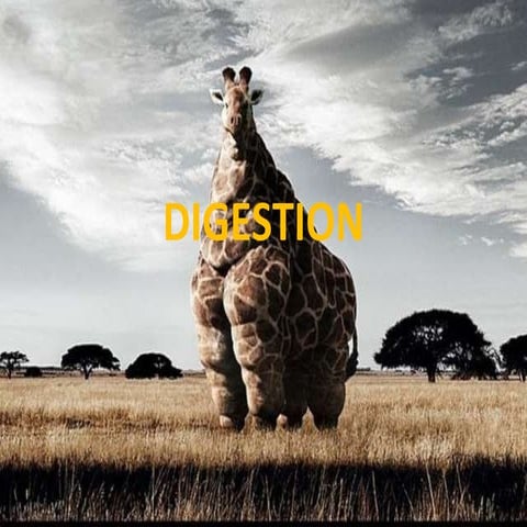 Digestio nnew