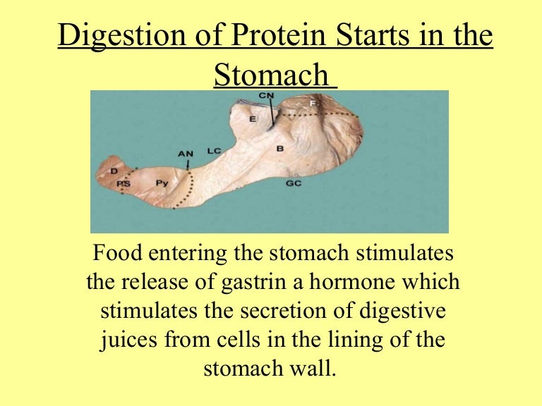 Digestion of protein