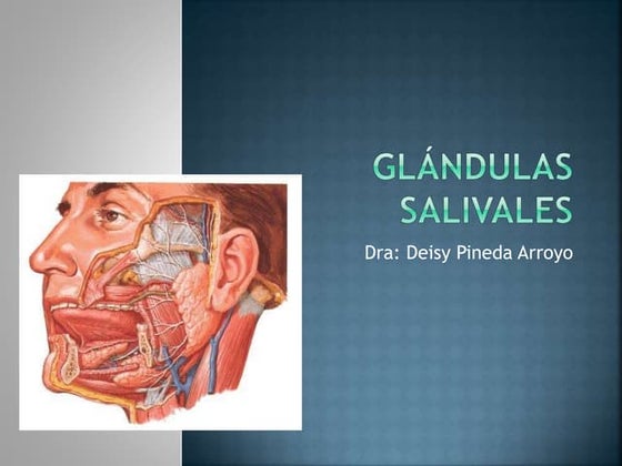 Anatomía De La Glándula Parótida 💯Glándulas Salivales💥