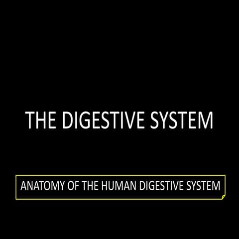The Digestive System (Anatomy)