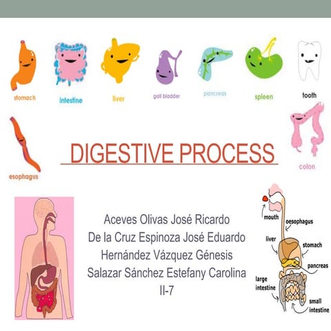 Digestive process 