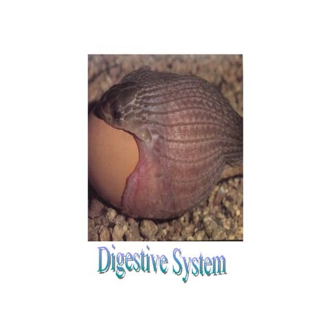 Digestive System 1 | PPT
