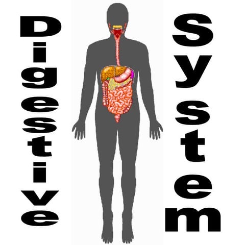 Digestive system