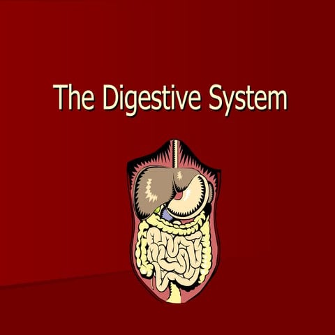 Digestive System