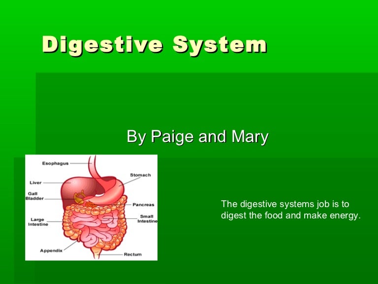 Digestive and nervous systems