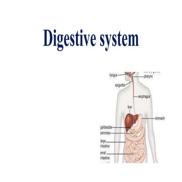 Digestive system-1.pptx