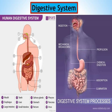 DIGESTIVE SYSTEM FOR YOGA AND NURSING STUDENT | PPTX