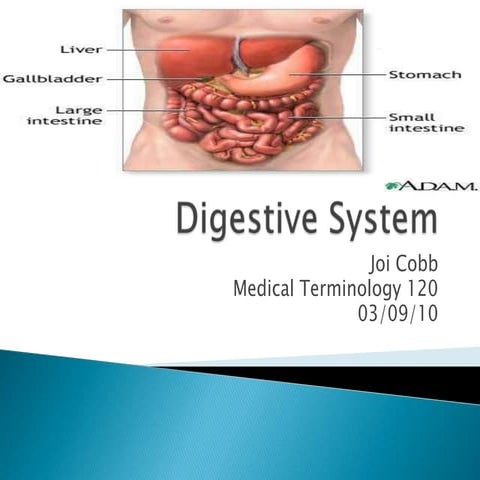 Digestive System