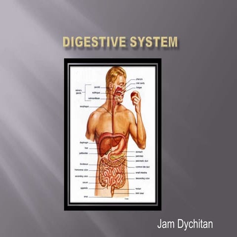 Digestive system