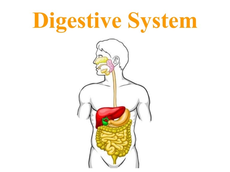 Digestive system