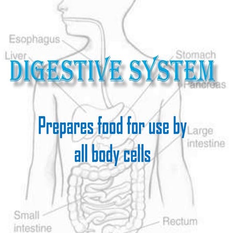 Digestive system power point | DOCX
