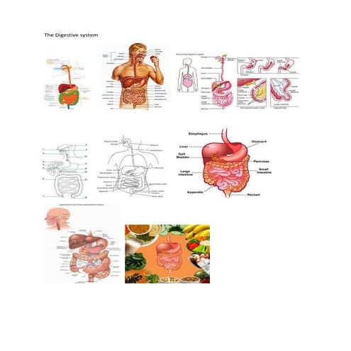 Digestive system