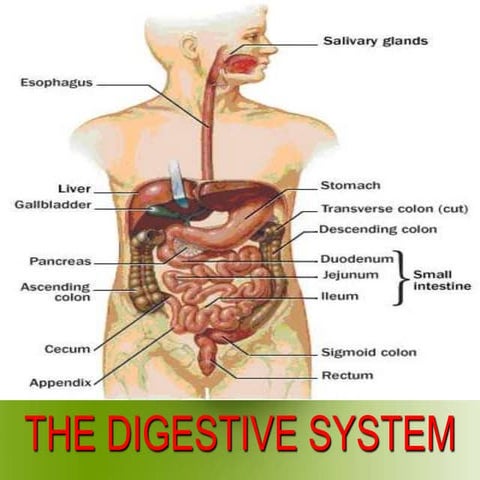 Digestive system