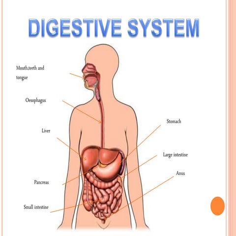 Digestive system