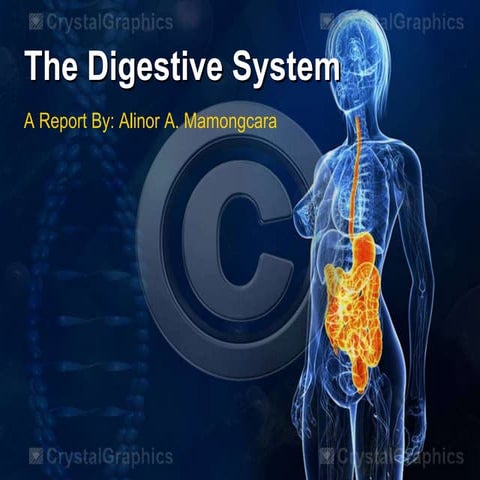 Digestive system 
