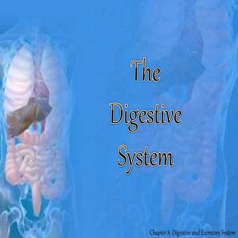 Digestive system