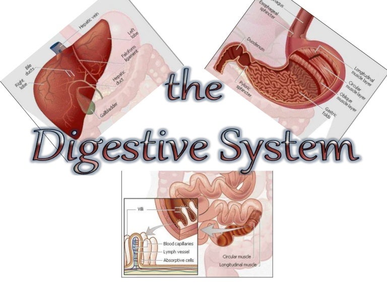 Digestive system parts and functions