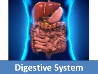 'digestive system' on SlideShare