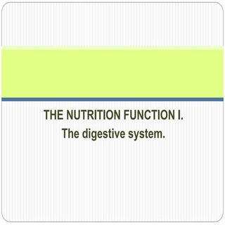 The digestive system.
