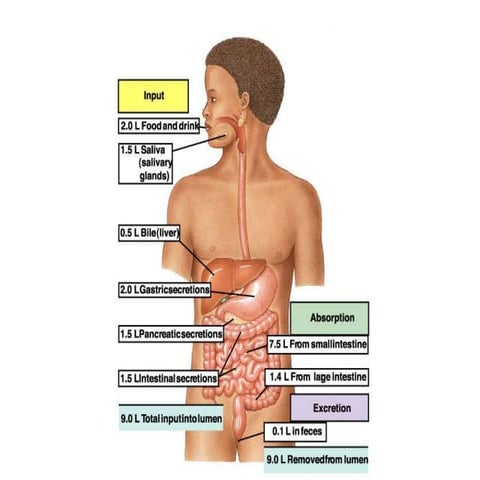 Digestive system