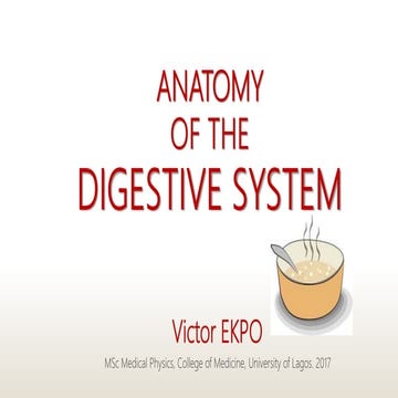 Anatomy of the Digestive system