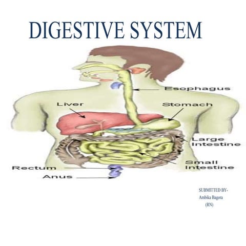 Digestive system