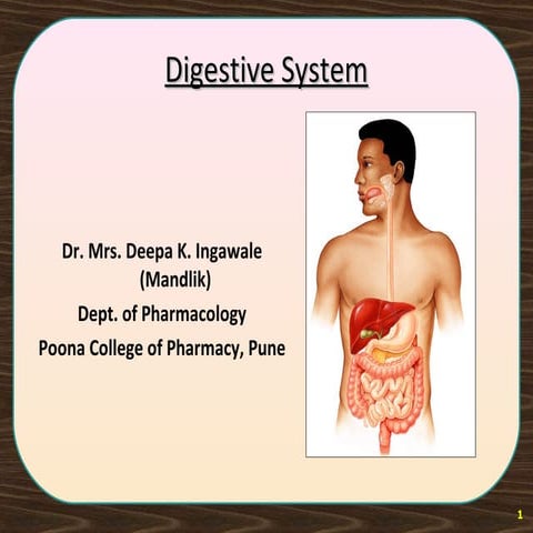 Digestive system
