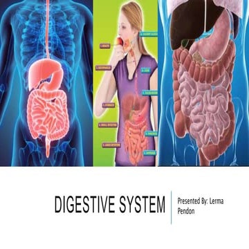 Digestive system
