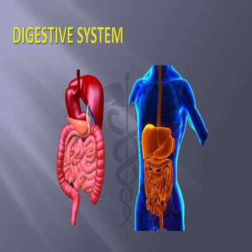 Digestive system
