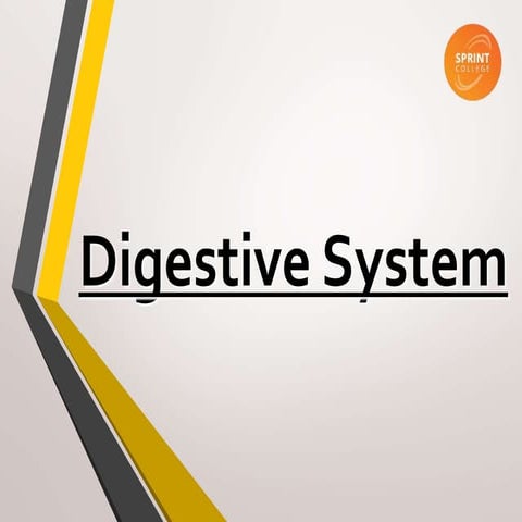 Digestive system