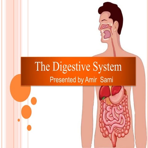 Digestive system