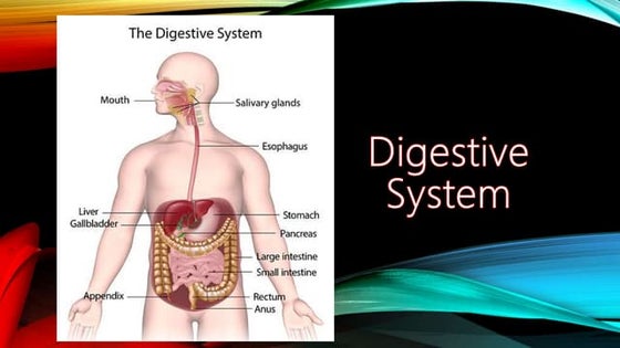 Grade 7 chapter1 lesson1 - the digestive system | PPTX | Digestive ...