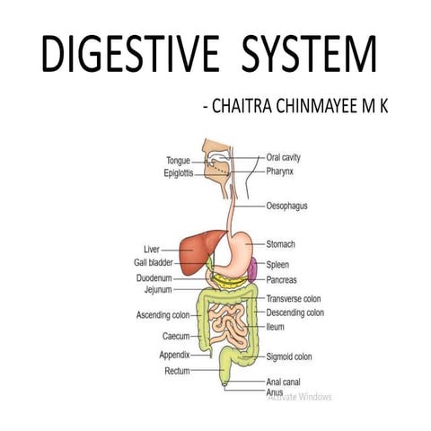 Digestive  system