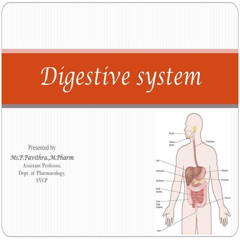Digestive system