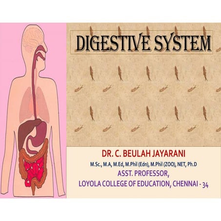 Digestive system