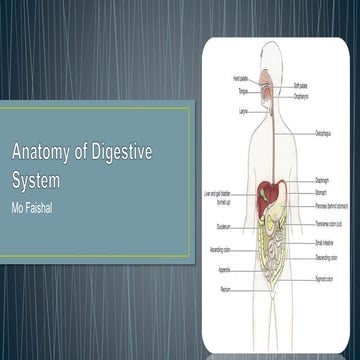 Digestive system