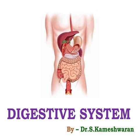 Digestive system - Anatomy & Physiology - B.Pharm & Pharm.D