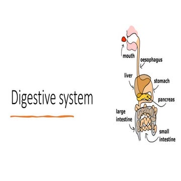 Digestive system