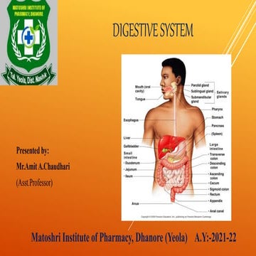 Digestive System
