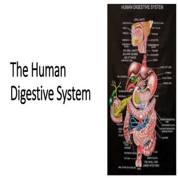 Digestive System.ppt